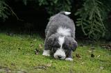 BEARDED COLLIE 462